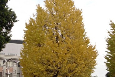 Hà Nội nghìn năm sẽ “tràn ngập” ngân hạnh và anh đào