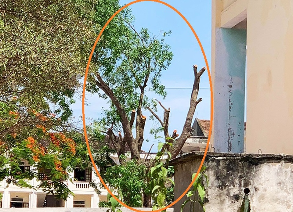 Cây xà cừ hơn 40 năm tuổi bị cắt tỉa trơ thân, nhiều người nuối tiếc - 5 Cây xà cừ hơn 40 năm tuổi bị cắt tỉa trơ thân, nhiều người nuối tiếc - 5