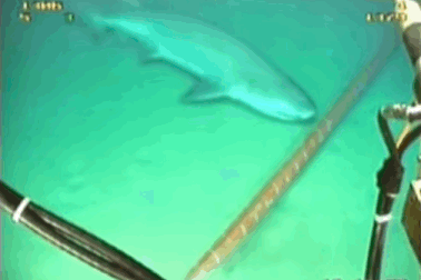 Thêm một tuyến cáp quang biển từ Việt Nam đi quốc tế gặp sự cố