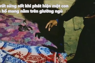 Gia đình kinh hãi phát hiện rắn hổ mang ẩn nấp trên giường ngủ
