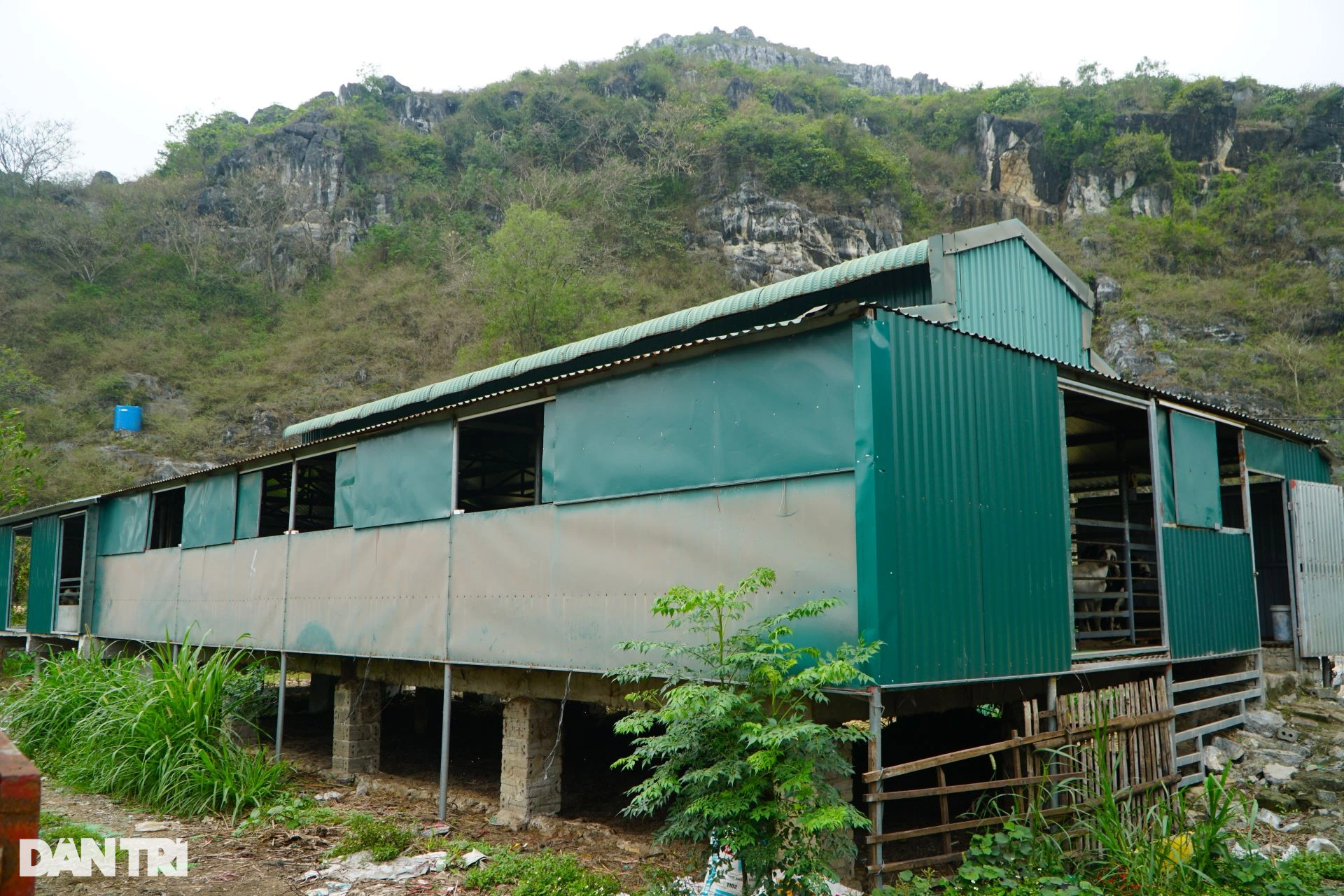 Cậu bé chăn vịt thành ông chủ trang trại thu hàng tỷ đồng mỗi năm - 5 Cậu bé chăn vịt thành ông chủ trang trại thu hàng tỷ đồng mỗi năm - 5
