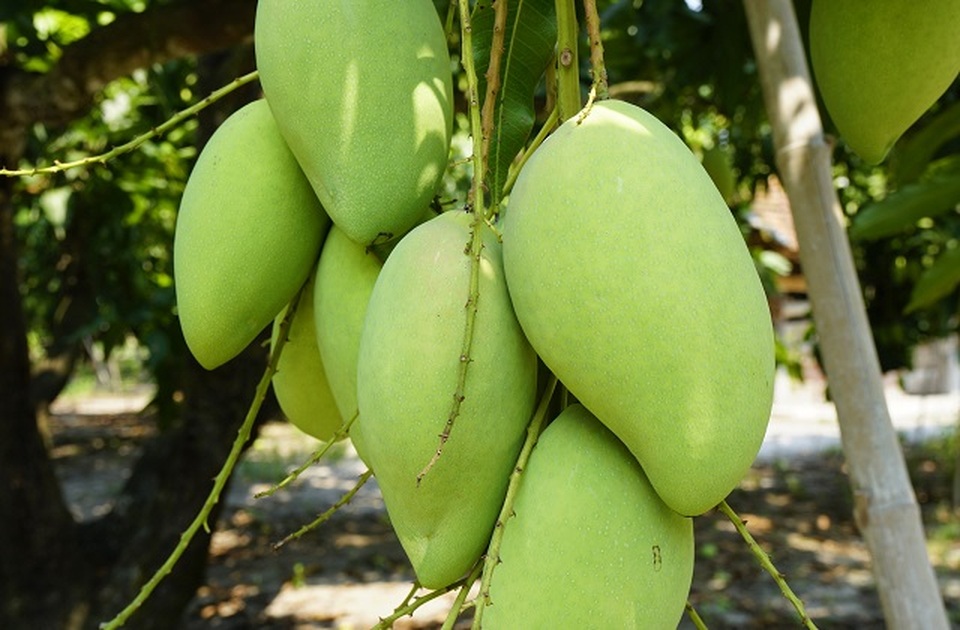 Nông dân Bình Định khiến vùng đất chết đẻ ra tiền - 3 Nông dân Bình Định khiến vùng đất chết đẻ ra tiền - 3