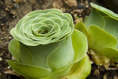 Chiêm ngưỡng vẻ đẹp hút hồn của loài sen có hình dáng như hoa hồng xanh