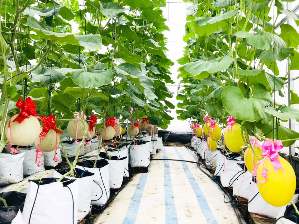 Vườn dưa lưới toàn trái khủng của nữ nhân viên văn phòng ở Kiên Giang - 2