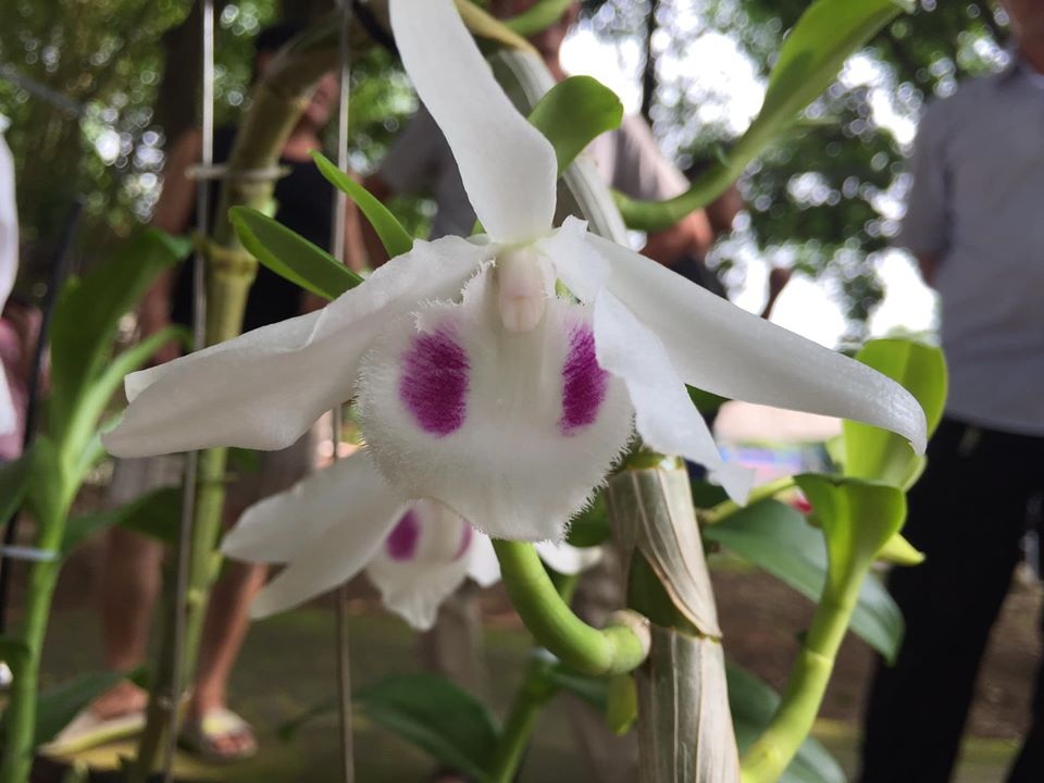 Chiêm ngưỡng những loài hoa hoa phong lan đẹp nhất Lào Cai - 12 Chiêm ngưỡng những loài hoa hoa phong lan đẹp nhất Lào Cai - 12