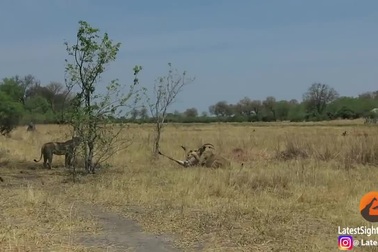 Khoảnh khắc chiến đấu ngoan cường của linh dương và cái kết đầy nuối tiếc