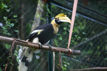 Loài chim "lãng mạn nhất thế giới" liên tục bay lạc ở miền Trung