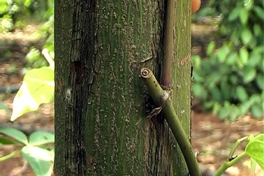 Giá tiêu tăng kỷ lục, nông dân khốn khổ vì mất trộm tiêu