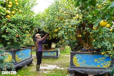 Chiêm ngưỡng vườn chanh tứ quý chơi Tết, mỗi cây giá hàng trăm triệu đồng