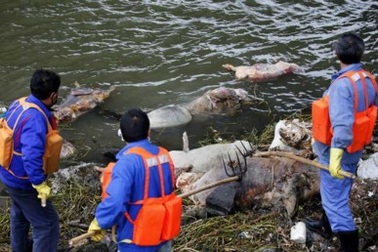 Trung Quốc: Số lợn chết trôi sông tăng lên gần 6.000 con