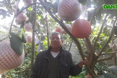 Vùng rốn bưởi "tiến Vua" đắt khách dịp cận Tết