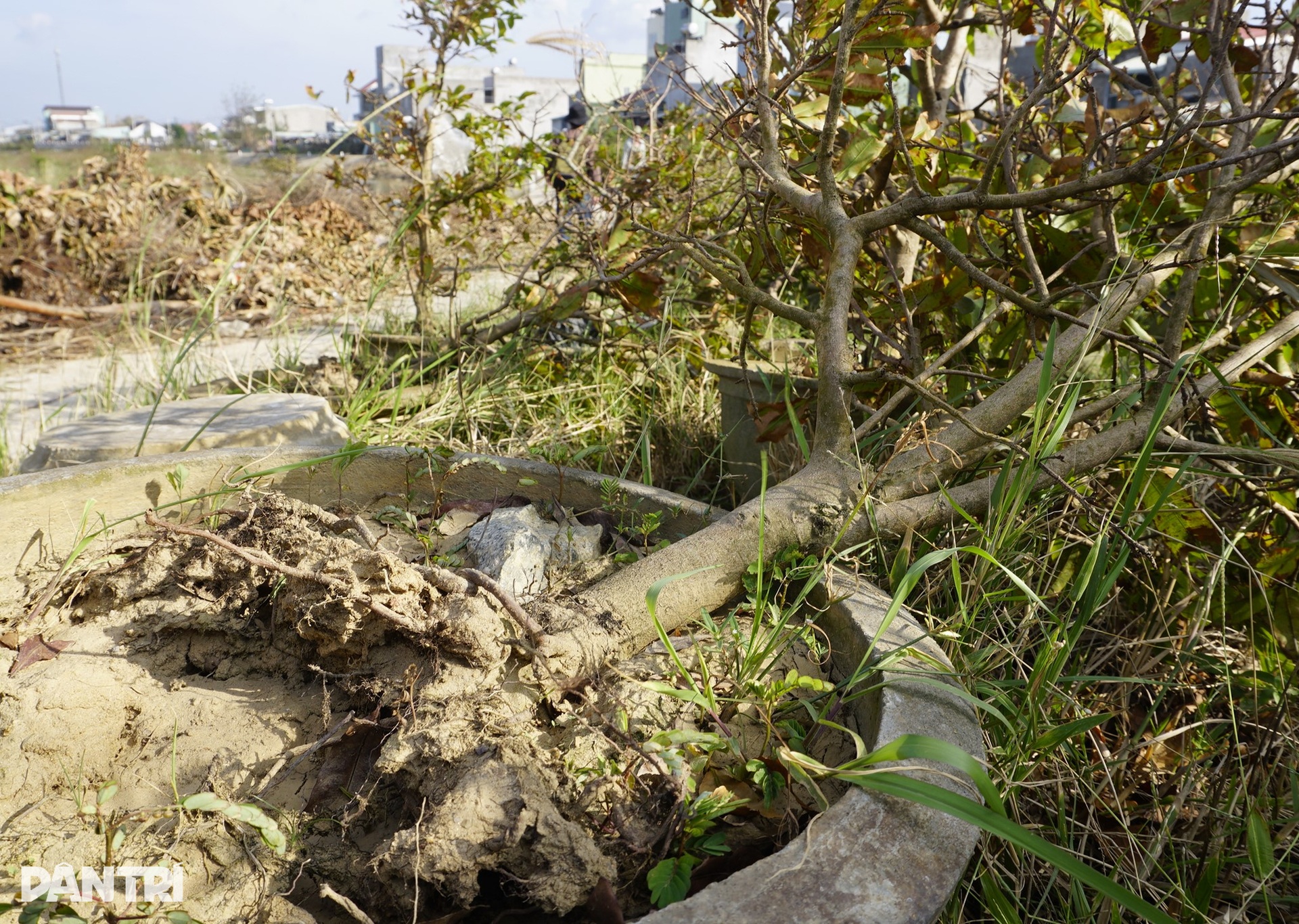 Những ánh mắt buồn ở thủ phủ mai Tết lớn nhất miền Trung sau bão Kalmaegi - 5 Những ánh mắt buồn ở thủ phủ mai Tết lớn nhất miền Trung sau bão Kalmaegi - 5