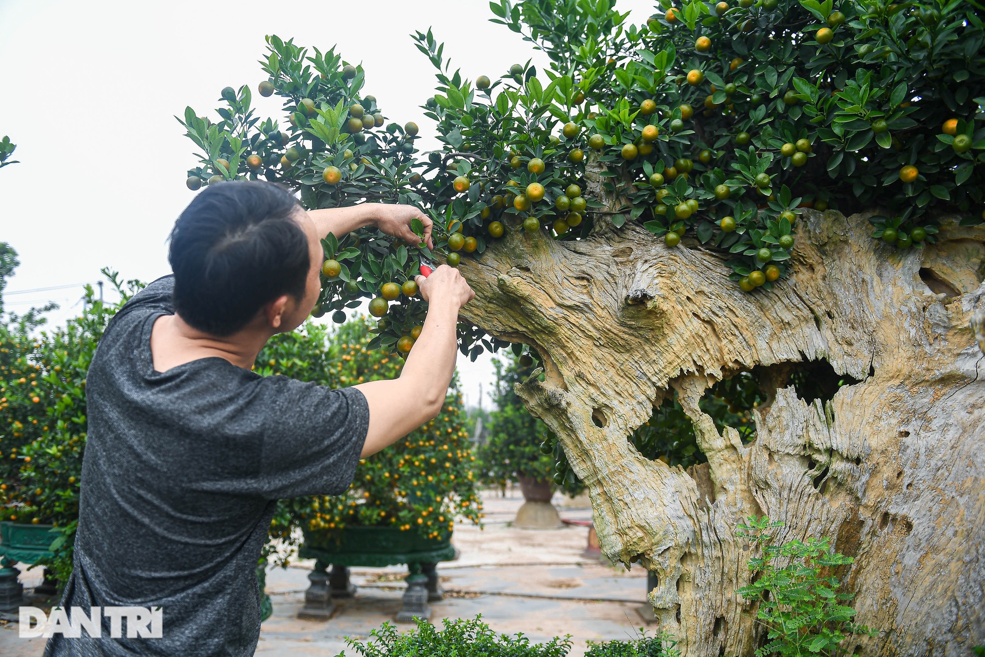 Quất ghép gỗ lũa hình đầu rồng giá hơn 100 triệu đồng ở Hà Nội - 2 Quất ghép gỗ lũa hình đầu rồng giá hơn 100 triệu đồng ở Hà Nội - 2