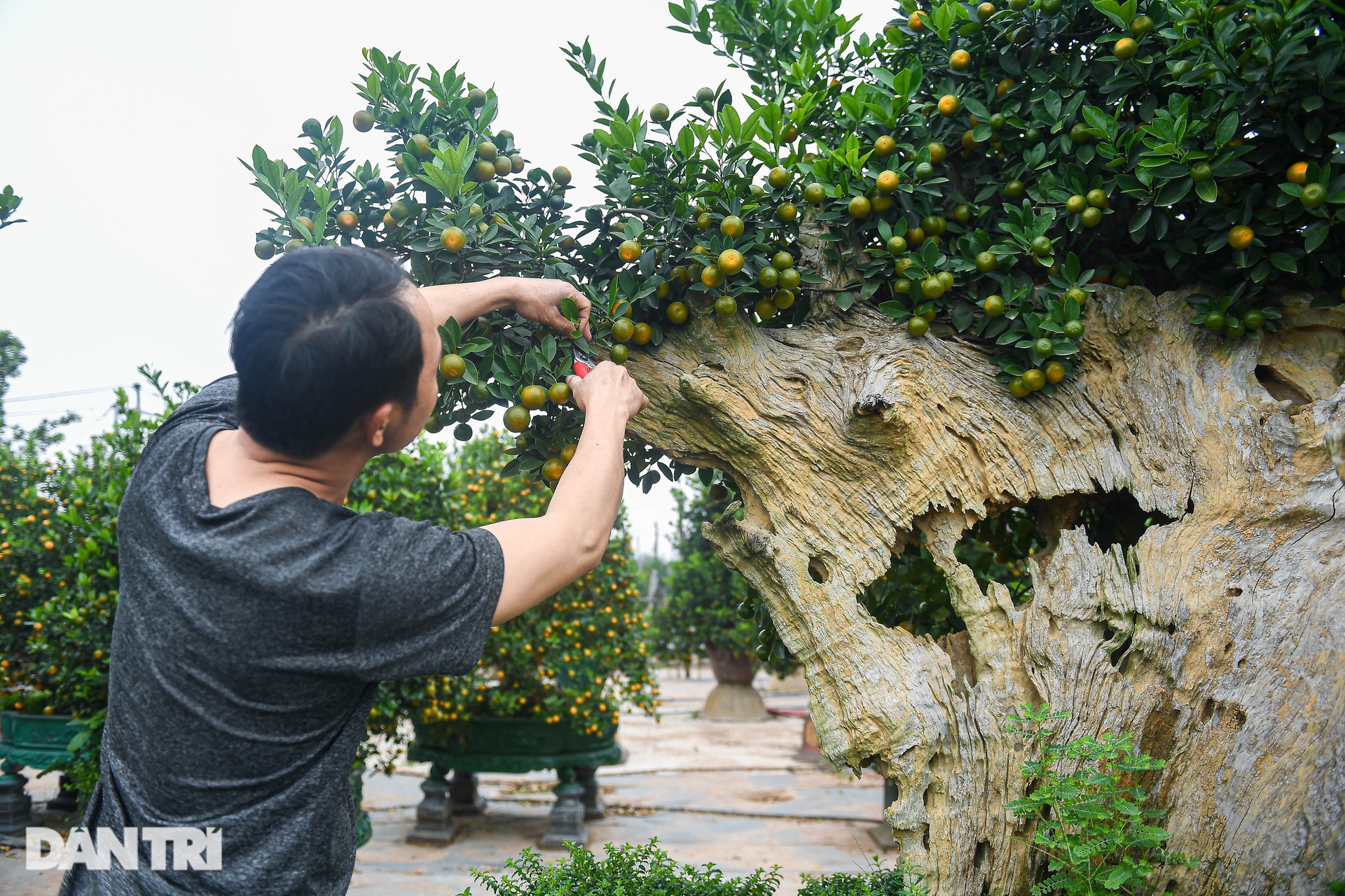 Kumquat grafted with driftwood in the shape of a dragon's head costs more than 100 million VND in Hanoi - 2