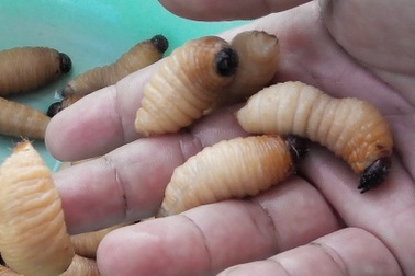 “Sát thủ” cây xanh trở thành món ăn đệ nhất miền Tây 