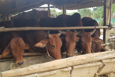 Sau đợt lũ liên tiếp, người chăn nuôi chật vật tìm kiếm thức ăn cho gia súc