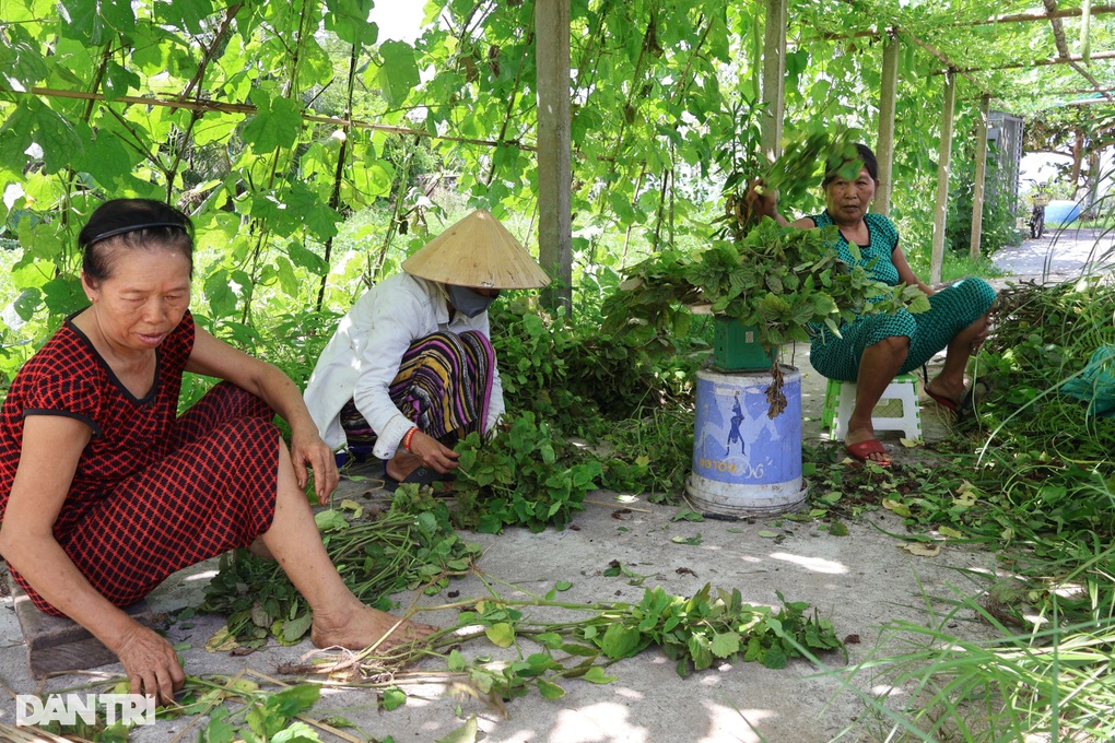 Nghề hái lá ăn tiền ở vựa thuốc nam - 2