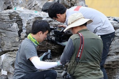 Phát hiện hàng nghìn con "kiến sát nhân" tại cảng Incheon, Hàn Quốc