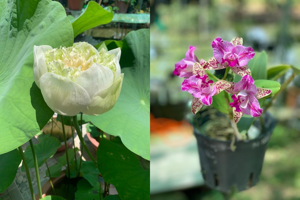 Vườn dưa nằm võng trăm gốc, gia chủ hái mỏi tay hơn 3 tạ/mùa - 14