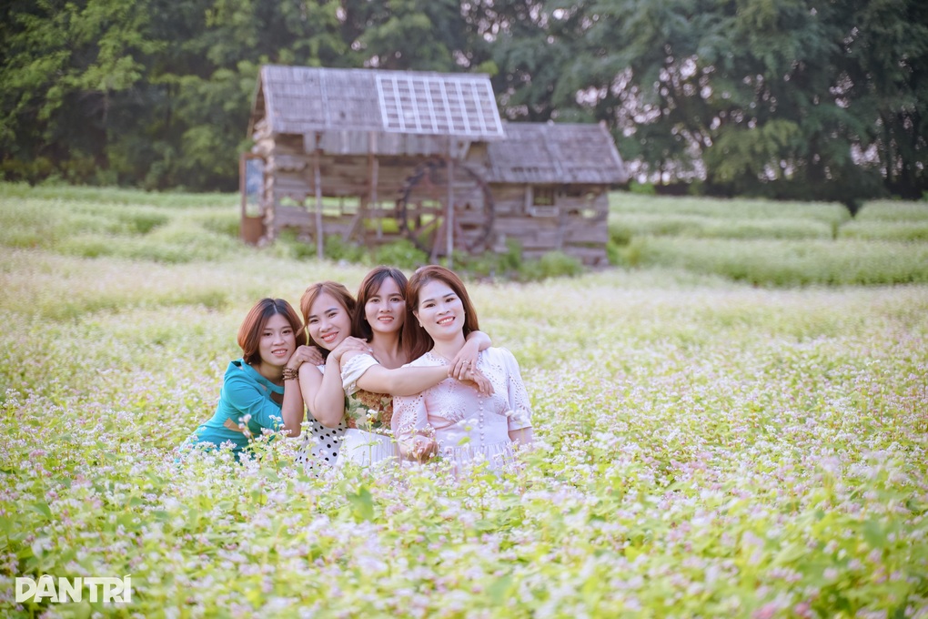 Khách đổ xô đến chụp ảnh cánh đồng tam giác mạch trái mùa ở Hà Nội - 9 Khách đổ xô đến chụp ảnh cánh đồng tam giác mạch trái mùa ở Hà Nội - 9