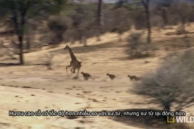 Bị sư tử đeo bám, hươu cao cổ tung cước đá văng đối thủ