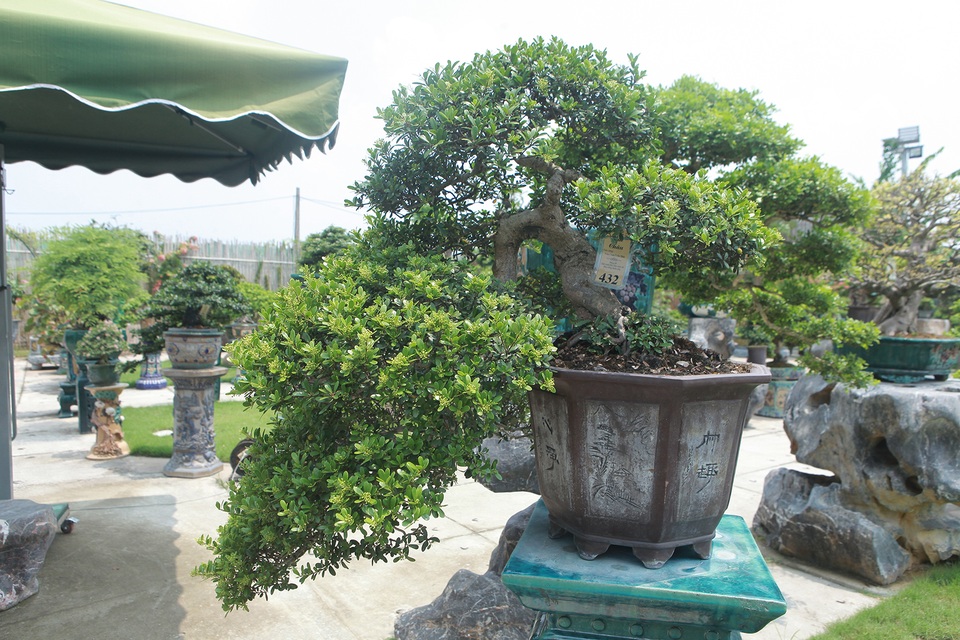 Mục sở thị khu vườn gần 1.000 cây cảnh bonsai hiếm có đất Hà Thành - 9 Mục sở thị khu vườn gần 1.000 cây cảnh bonsai hiếm có đất Hà Thành - 9