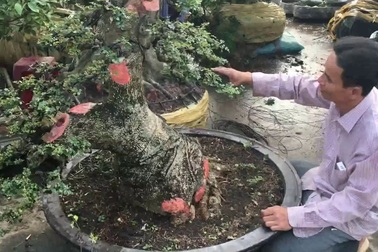 Giá chát nghìn đô, đại gia “cần thăng” tiếc hùi hụi vì mất cây cần thăng