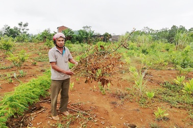 Gia đình thương binh già 5 ngày 3 lần bị kẻ xấu phá vườn, triệt cây trồng