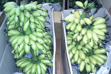 Chuối tiến vua giá tăng “phi mã” vẫn cháy hàng