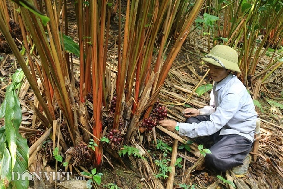 Trồng “vàng đỏ” ở rừng rậm, dân ở đây thu trăm triệu mỗi năm - 2 Trồng “vàng đỏ” ở rừng rậm, dân ở đây thu trăm triệu mỗi năm - 2