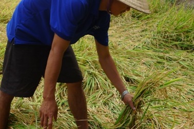 Đồng Tháp từ chối tổ chức Festival lúa gạo 2014