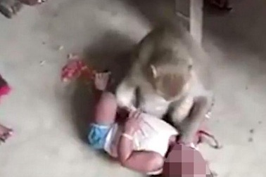 Khỉ đột nhập vào nhà bắt cóc trẻ con