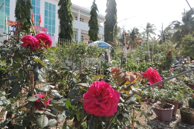 Hoa hồng kiểng hút hàng ngày giáp Tết