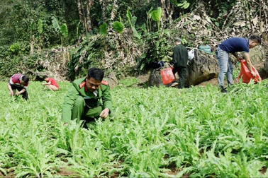 Phát hiện gần 4.000 cây thuốc phiện trong rừng sâu ở Lạng Sơn