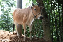 Trao tặng bò giống tạo sinh kế giúp công nhân nghèo về quê tránh dịch