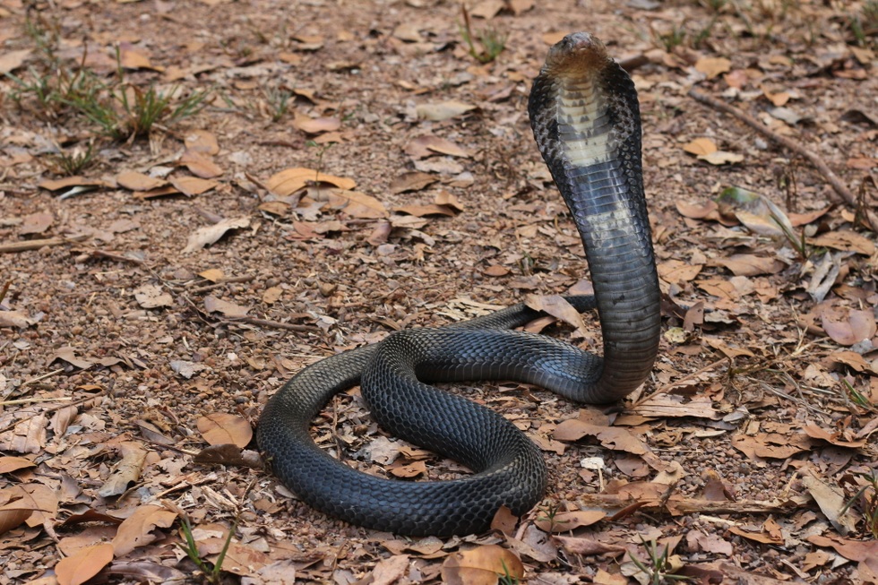 Khoảnh khắc rắn hổ mang cực độc xuất hiện trước cửa nhà tại Quảng Trị - 1 Khoảnh khắc rắn hổ mang cực độc xuất hiện trước cửa nhà tại Quảng Trị - 1