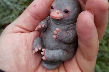 Sự thật bất ngờ về chú thú mỏ vịt vô cùng đáng yêu