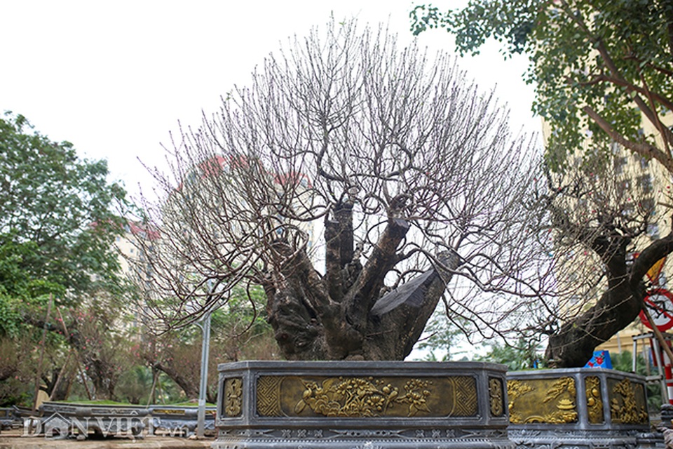 Hà Nội xuất hiện gốc đào khủng có giá cho thuê 100 triệu đồng dịp Tết - 2 Hà Nội xuất hiện gốc đào khủng có giá cho thuê 100 triệu đồng dịp Tết - 2