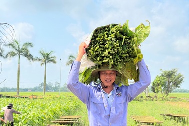 Trồng cây "chồng hút vợ say", bỏ túi trăm triệu đồng mỗi vụ