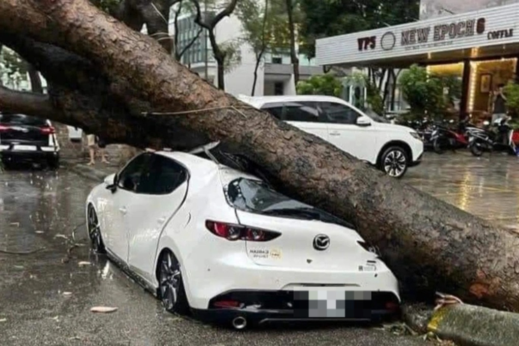 Cây bật gốc đè bẹp ô tô, chủ phương tiện có được yêu cầu bảo hiểm hỗ trợ? - 1 Cây bật gốc đè bẹp ô tô, chủ phương tiện có được yêu cầu bảo hiểm hỗ trợ? - 1