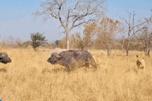 Trâu rừng giải cứu đồng loại khỏi bầy sư tử bất thành