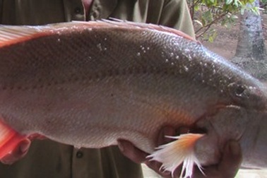 Ngư dân lại bắt được cá nghi là sủ vàng quý hiếm