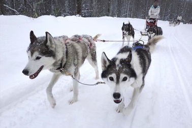 Trải nghiệm "có một không hai" tại Nhật: Du lịch với chó kéo xe