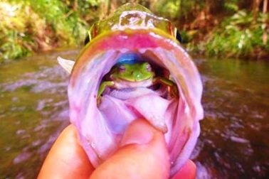 Ếch xanh “trú ngụ” ngay trong... miệng cá