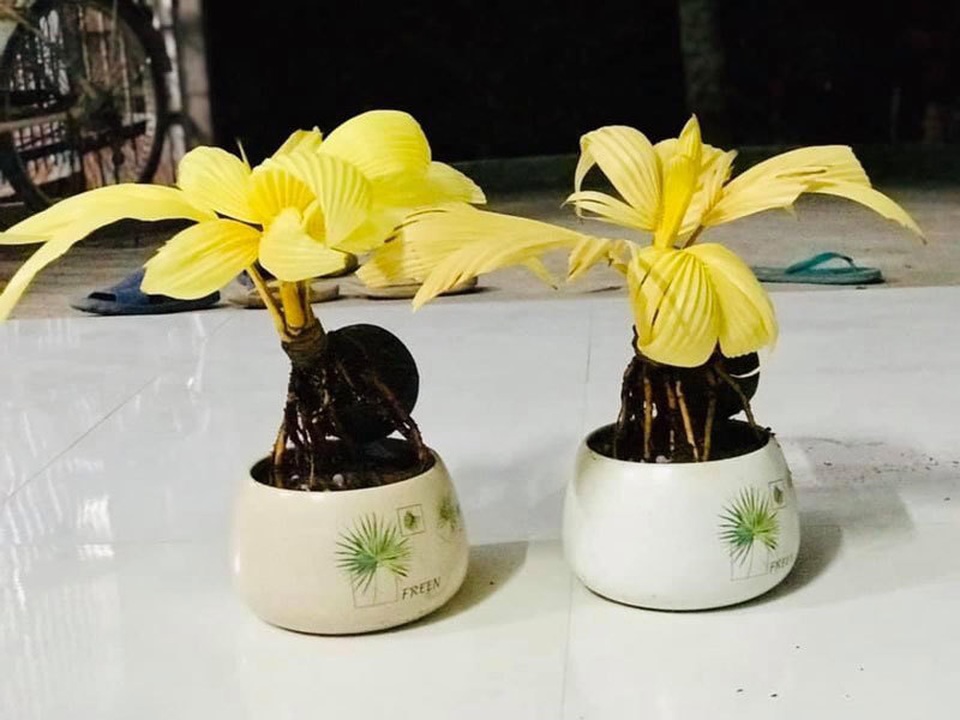 Dừa đột biến lá vàng, cao chưa tới 30 cm gây bão chợ mạng - 1 Dừa đột biến lá vàng, cao chưa tới 30 cm gây bão chợ mạng - 1