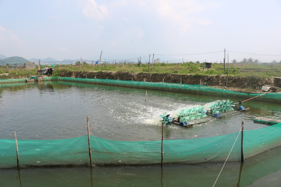 Thị trường ốc hương gặp khó, người dân làm nghề lo lắng - 2 Thị trường ốc hương gặp khó, người dân làm nghề lo lắng - 2