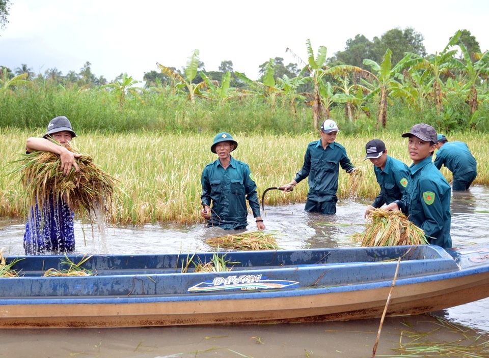 Hàng trăm bộ đội, dân quân tự vệ lội ruộng giúp dân gặt lúa chạy ngập lụt - 6 Hàng trăm bộ đội, dân quân tự vệ lội ruộng giúp dân gặt lúa chạy ngập lụt - 6