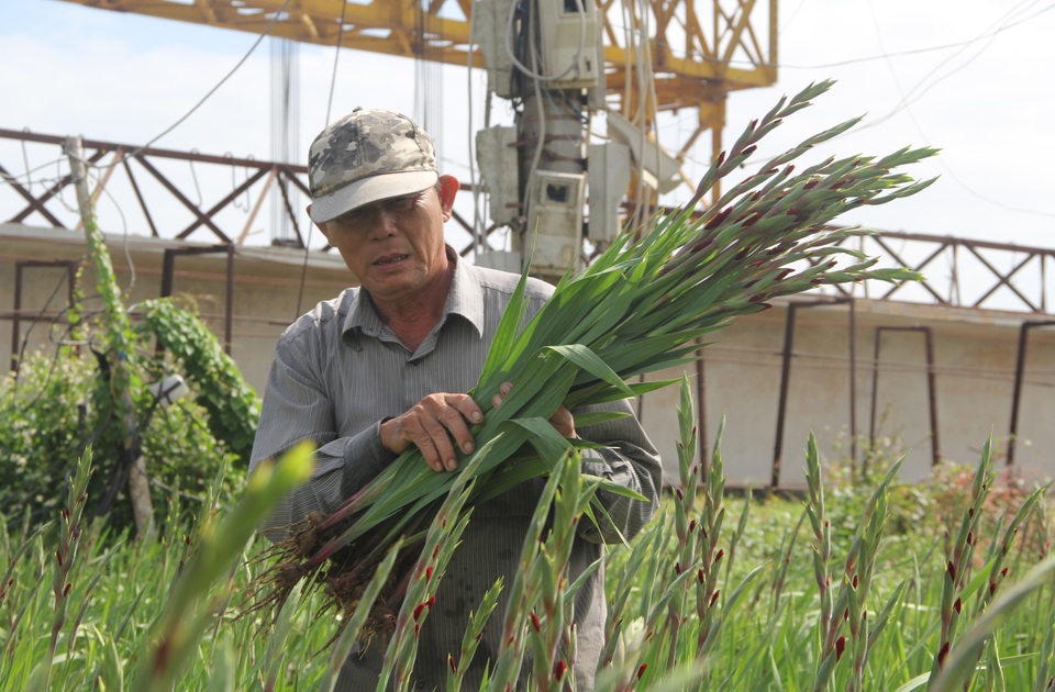 Phú Yên: Giá hoa lay ơn “rẻ bèo” khiến nông dân lo lắng ngày giáp Tết - 5 Phú Yên: Giá hoa lay ơn “rẻ bèo” khiến nông dân lo lắng ngày giáp Tết - 5