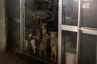 Hộ nuôi hơn 80 con chó ở TPHCM bị phạt 64 triệu đồng vì gây ô nhiễm