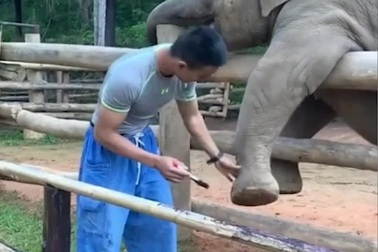 Chú voi tinh nghịch, trêu chọc không cho nhân viên vườn thú làm việc